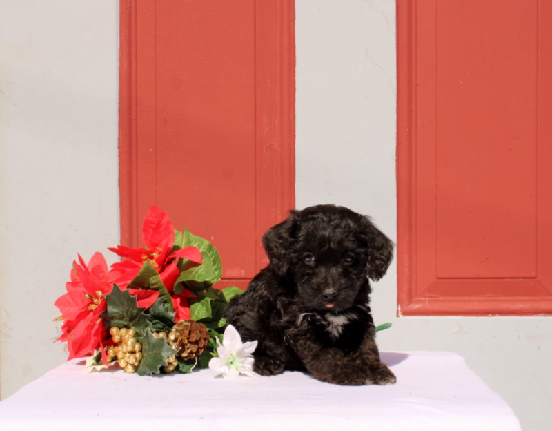 puppy, for, sale, Morkie-Poo, Matthew B. Stoltzfus, dog, breeder, Gap, PA, dog-breeder, puppy-for-sale, forsale, nearby, find, puppyfind, locator, puppylocator, aca